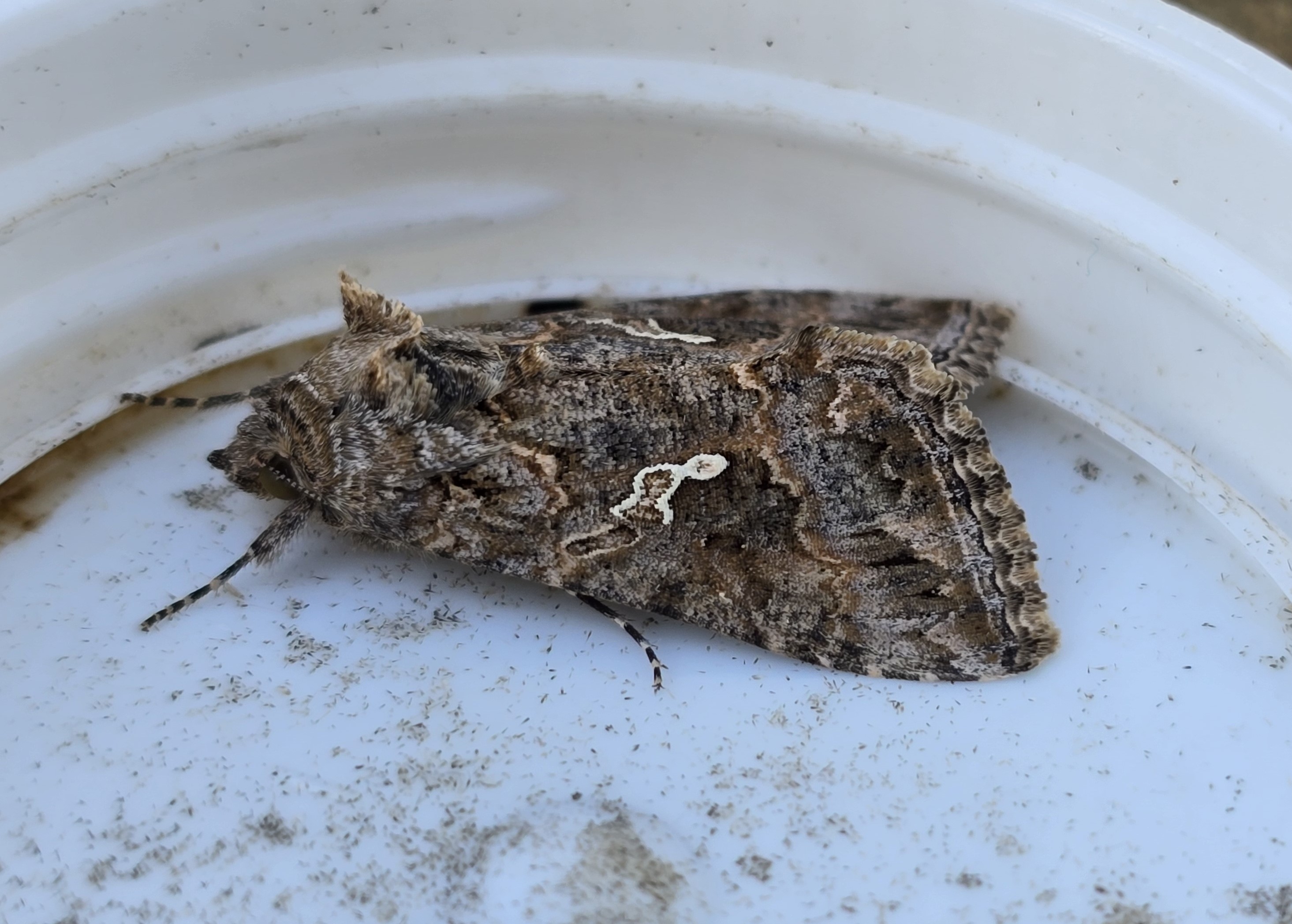 Photo of Ni Moth (Trichoplusia ni)